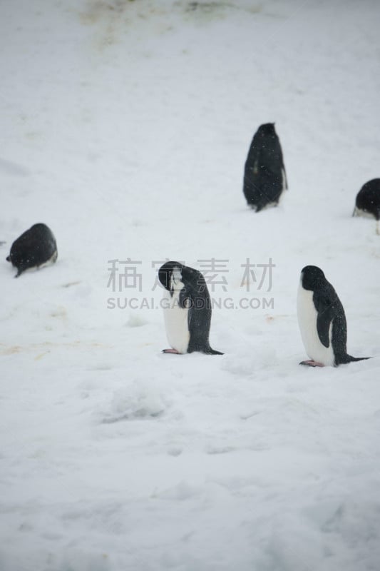 企鹅,冰河,冰,南极洲,垂直画幅,水,天空,雪,无人,鸟类