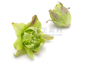 蜂斗菜,三赛植物,黄绿色,水平画幅,绿色,日本,白色背景,春天,植物,成分