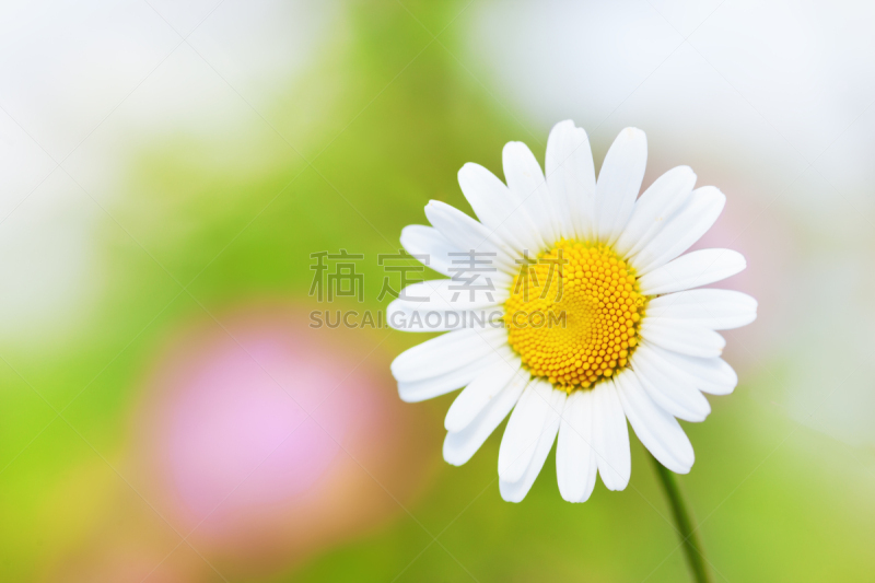 Chamomile among flowers