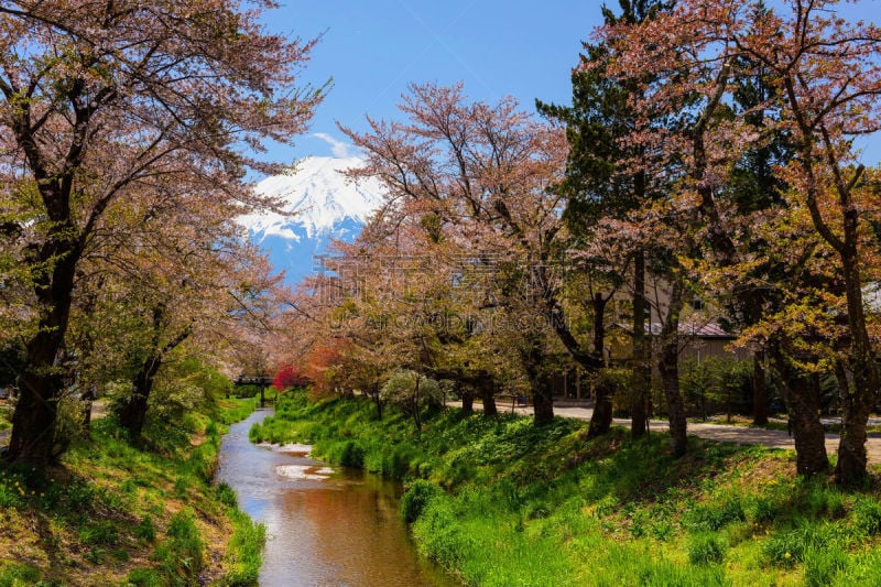 吉野,富士山,樱花,运河,乡村,樱之花,山梨县,河口湖,富士河口湖,水平画幅