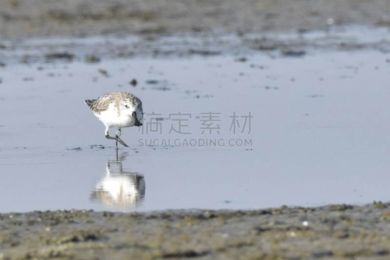 匙形喙矶鹞,自然,野生动物,水平画幅,无人,动物,鸟类,壁纸,摄影