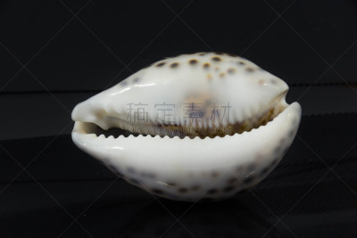 贝壳,黑色背景,自然美,菊石,海螺,扇贝,蛤,棘皮动物,纪念品,美