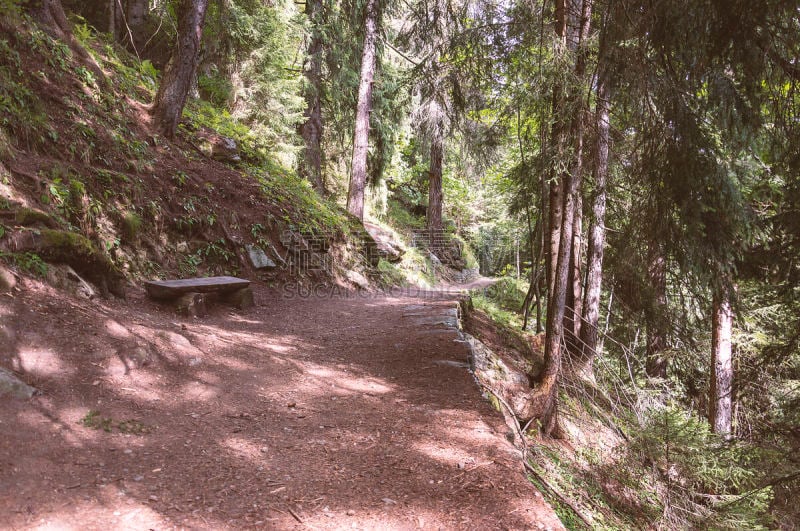 阿尔卑斯山脉,小路,徒步旅行,夏天,树林,褐色,水平画幅,奥斯塔山谷,无人,户外