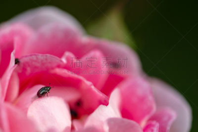 黑蚊,粉色,图像,玫瑰花瓣,前景聚焦,看,大特写,平衡折角灯,预期,飞