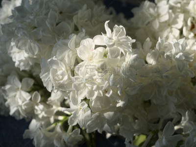 白色,大特写,丁香花,特写,深情的,背景,Pretty Phacelia,香水柜台,花序,花