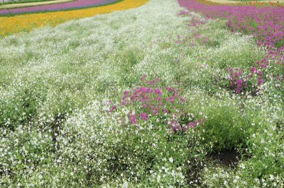 水香花菜,水平画幅,富良野盆地,无人,日本,夏天,北海道,白色,植物,花