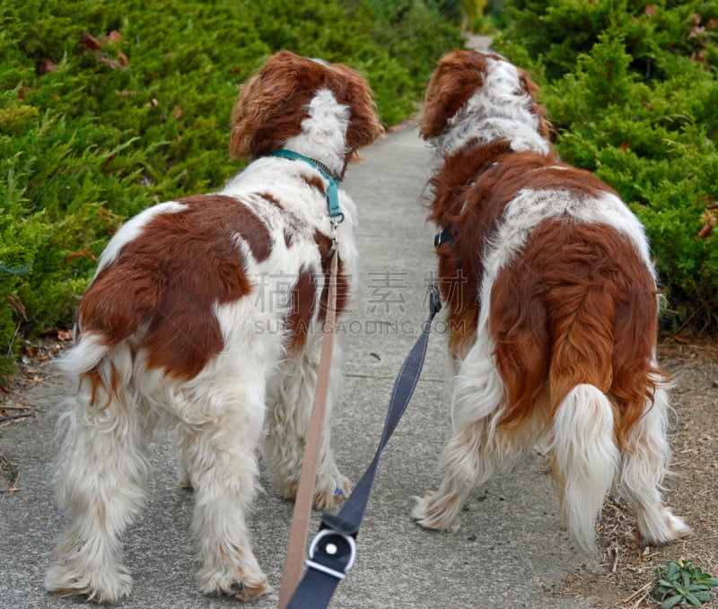 史宾格犬,背面视角,两只动物,狗链,遛狗师,斯班尼犬,水平画幅,主观视角,狗,摄影