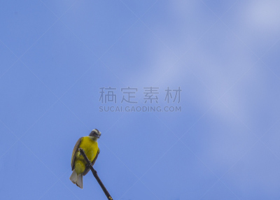 京燕,自然,南美,天空,野生动物,水平画幅,无人,蓝色,鸟类