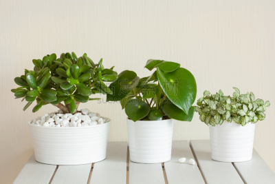 室内植物,白色,玉树,锅,发财树,水平画幅,枝繁叶茂,无人,干净,特写