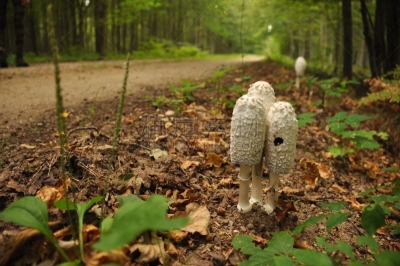 真菌,bialowieza forest,森林,动物躯干,波兰,青春期,食品,笔帽状蘑菇,证章,不健康食物