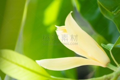 日光,叶子,白色,绿色,亚洲,自然,黄色,季节,泰国,图像