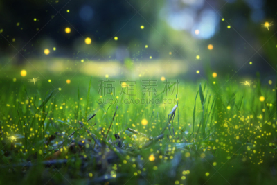萤火虫,夜晚,童话故事,抽象,飘然,森林,图像,概念,美,水平画幅