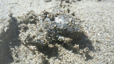 海洋生命,沙子,太平洋,海滩,鼹鼠,螃蟹,加利福尼亚,大桶,旧金山,灰色