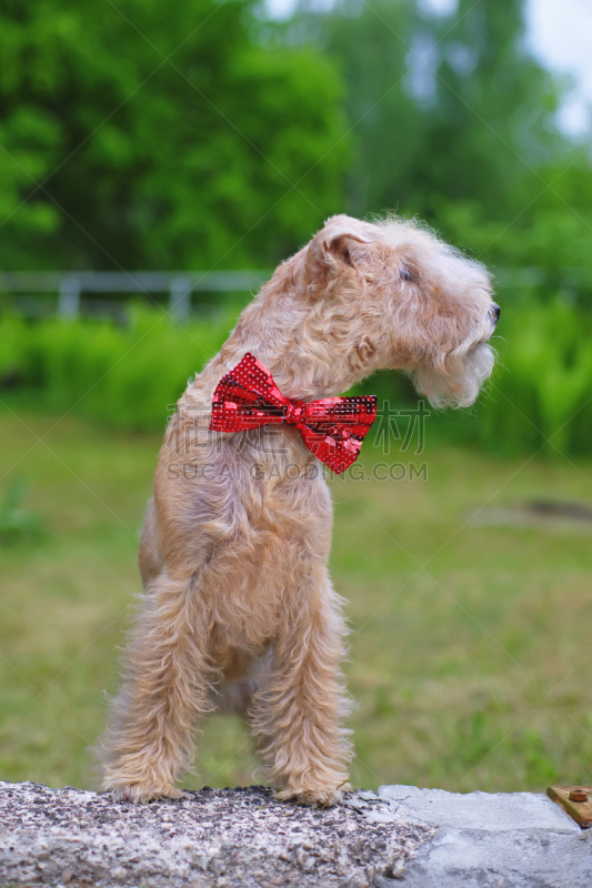 夏天,户外,领结,狗,lakeland terrier,红色,石头,衣服,颈,注视镜头