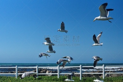 海鸥,羊群,南部非洲,非洲,西开普省,野生动物,哈氏鸥,图像,野外动物,一群鸟