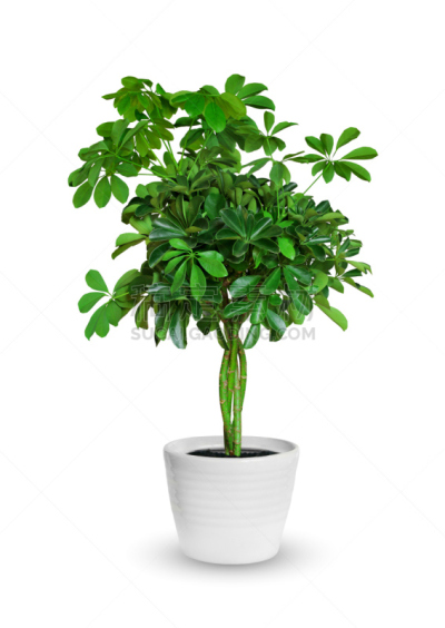 白色,盆栽植物,幼小动物,分离着色,在上面,Queensland Umbrella Tree,花盆,树苗,垂直画幅,正面视角