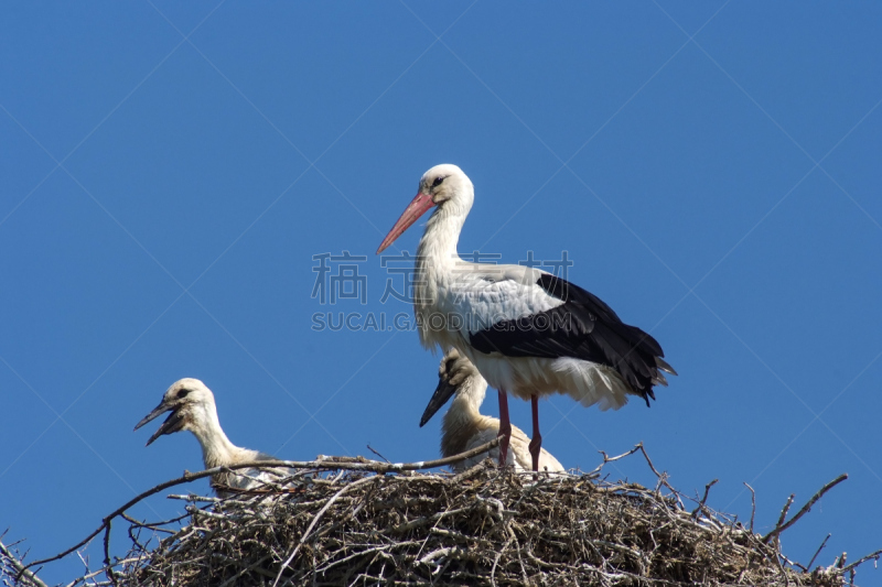 鹳,动物的巢,三只动物,天空,动物嘴,水平画幅,蓝色,鸟类,嫩枝,动物身体部位