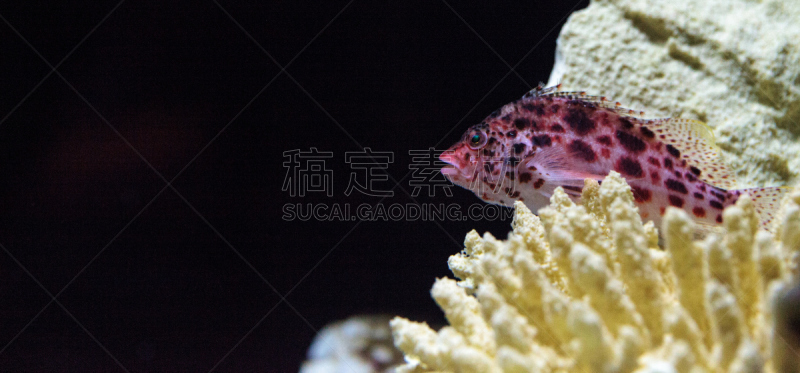 斑金口鱼,高身花鲈,斑点,动物鳍,礁石,珊瑚,鲈鱼,美国,水平画幅,无人