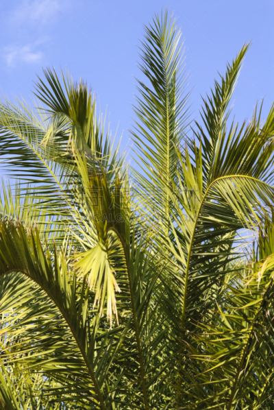 canary island date palm,海枣树,棕榈叶,自然,垂直画幅,天空,绿色,无人,蓝色,夏天