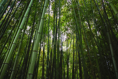 竹林,竹,古老的,传统,清新,环境,著名景点,风水,植物,背景