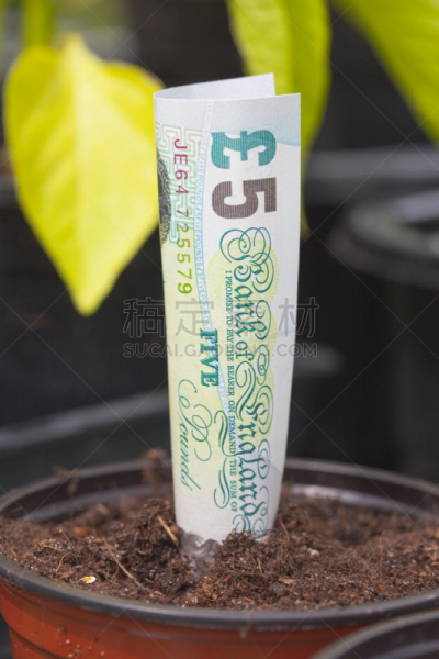 金融,血汗钱,留白,植物,无人,农作物,概念,垂直画幅,栽培植物,效率