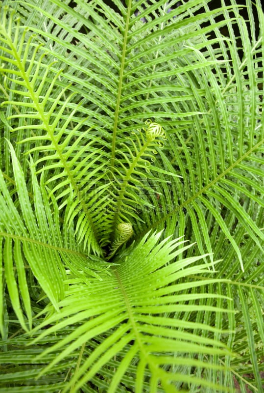 蕨藻体,苏铁科植物,自然,垂直画幅,绿色,枝繁叶茂,无人,特写,脆弱,植物