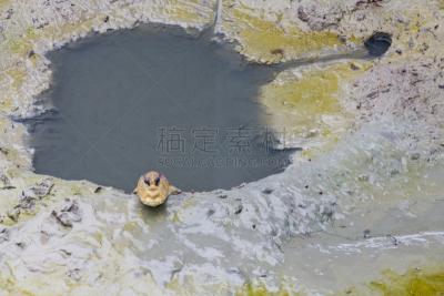 拿着,弹涂鱼,水,水平画幅,水下,野外动物,沼泽,户外,泰国,捕食