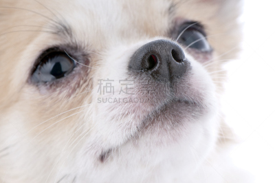 肖像,特写,看,纯种犬,水平画幅,小的,可爱的,小狗,哈巴狗