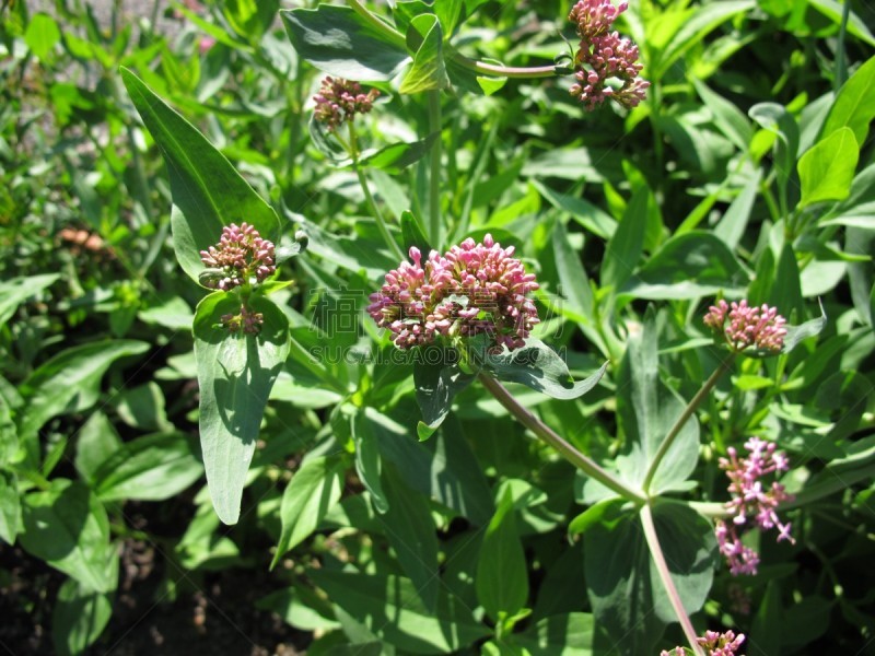 Flowering red valerian, Centranthus ruber - Blühende Rote Spornblume