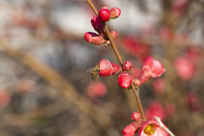 红色,皱皮木瓜,花朵,春天,温柏,枝,组图,自然,粉色,自然界的状态