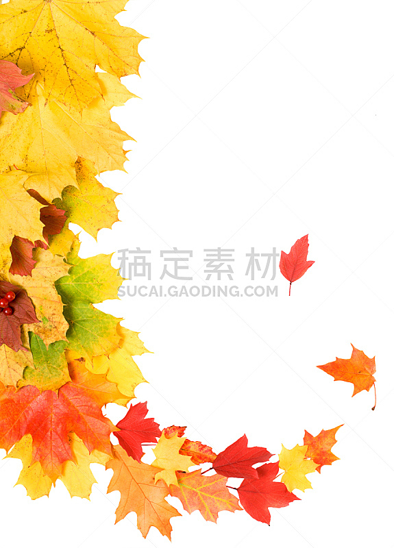 秋天,叶子,白色,分离着色,在上面,色彩鲜艳,自然美,自然,垂直画幅,橙色
