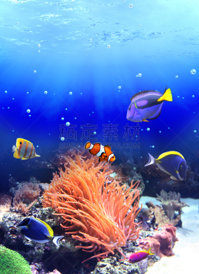 水下,热带鱼,自然,垂直画幅,水,blue tang fish,海鱼,海洋,海葵鱼,礁石