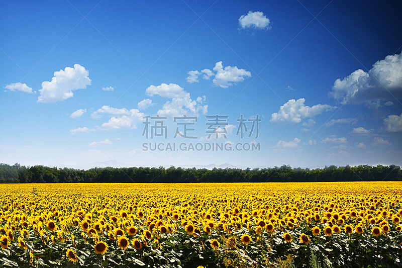 地形,田地,农业,向日葵,青绿色,夏天,天空,季节,花