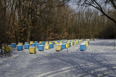 雪,落叶树,蜂箱,冬天,田地,森林,风景,农业,健康保健,药
