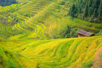 稻,梯田,龙脊梯田,农业,传统,桂林,景观设计,食品,环境,枝繁叶茂