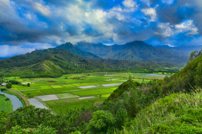 夏威夷,美国,考艾岛,芋头,哈纳雷山谷,农场,从上面看过去,水,水平画幅,无人