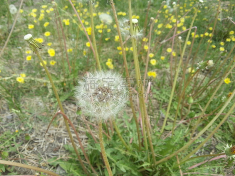 夏天,蒲公英,水平画幅,山,无人,内蒙古自治区,呼和浩特,户外,野生植物,2015年