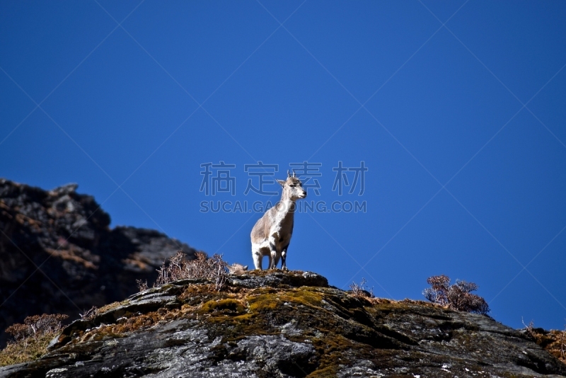 岩石,岩羊,四川省,蓝色背景,自然保护区,野生动物,哺乳纲,贺兰山岩羊,动物,户外