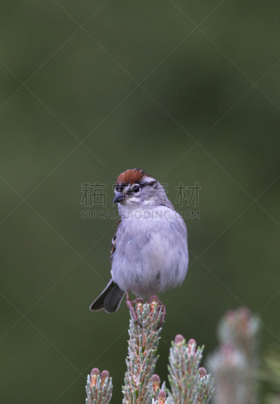 chipping sparrow,垂直画幅,野生动物,美国,无人,鸟类,动物迁徙,麻雀,摄影
