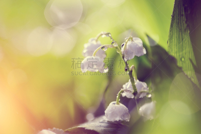 白色,太阳,铃兰,营养阶段,芳香的,水平画幅,枝繁叶茂,无人,园艺,湿