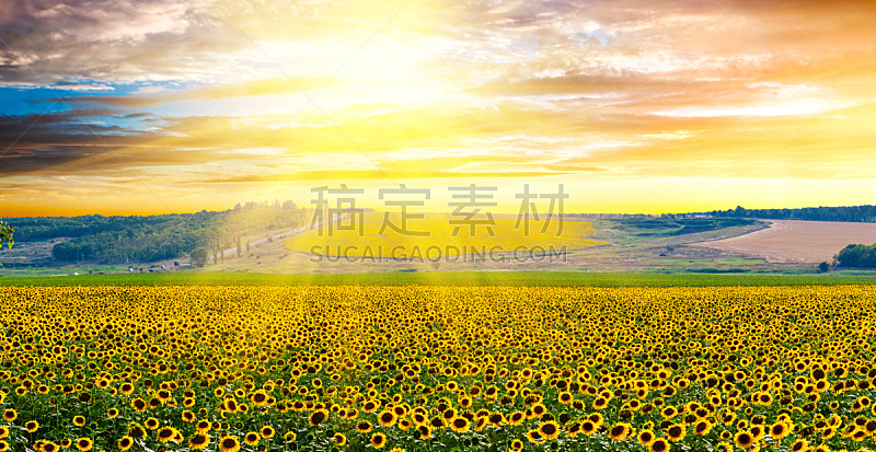 向日葵,农作物,天空,水平画幅,早晨,曙暮光,夏天,户外,草,云景