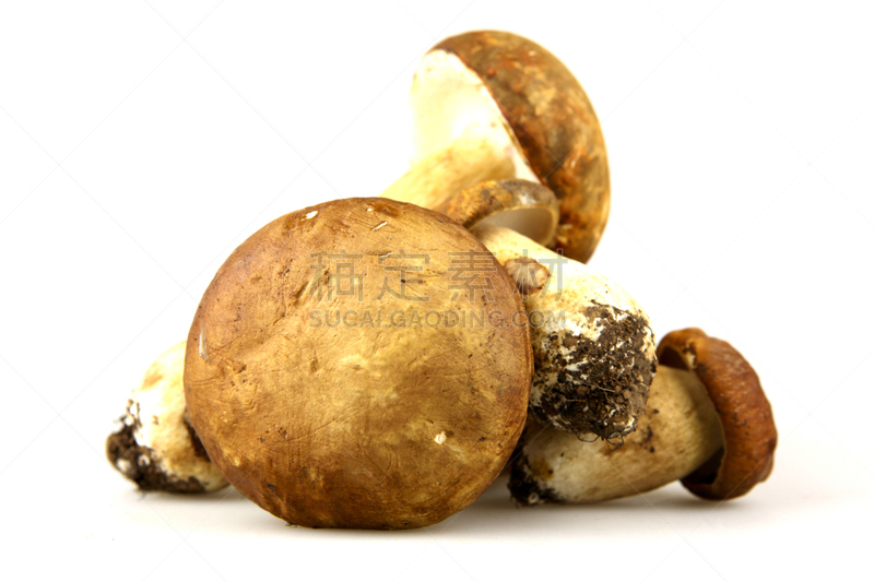 Porcini Mushroom,蘑菇,美味牛肝菌,褐色,水平画幅,无人,生食,夏天,组物体,特写