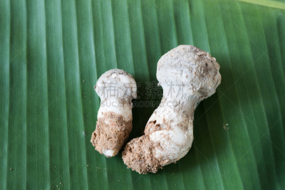 有毒物质,蘑菇,自然,水平画幅,正下方视角,根部,秋天,无人,有毒生物体,斑点