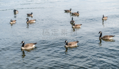 加拿大黑雁,两只动物,公园,苏华德,自然,水,野生动物,水平画幅,西雅图,无人