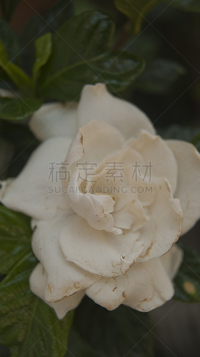 栀子,自然,垂直画幅,栀子花,白色,无人,墨西哥,野生植物,拉丁美洲,摄影