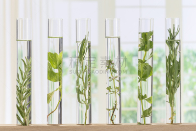 植物群,试管,生物科技,水平画幅,无人,科学实验,科学,生物学,生物化学