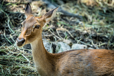 brow-antlered deer,图像,自然,褐色,毛皮,人的头部,水平画幅,可爱的,动物身体部位,草