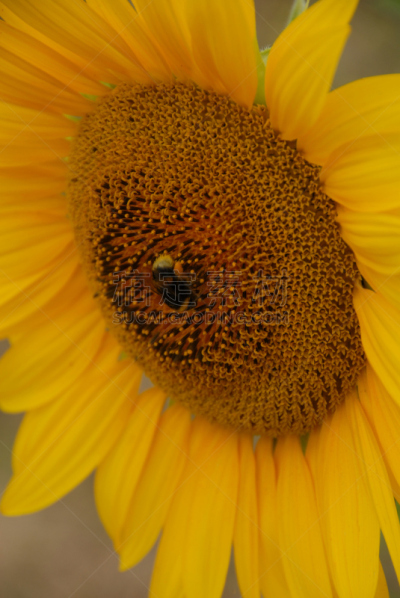 水平画幅,绿色,无人,趋光性,夏天,太阳,common sunflower,向日葵籽,维生素a,植物