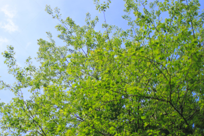 森林,相模原,神奈川县,天空,美,公园,褐色,新的,里山,水平画幅