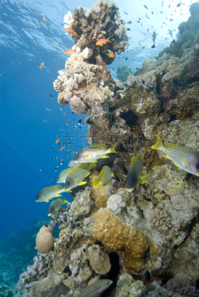 black spotted sweetlips,礁石,鸡尾酒,几乎,垂直画幅,野生动物,沙姆谢伊赫,无人,水下,斑点